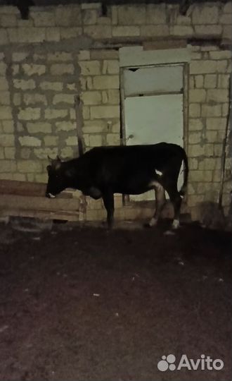 Корова с теленком