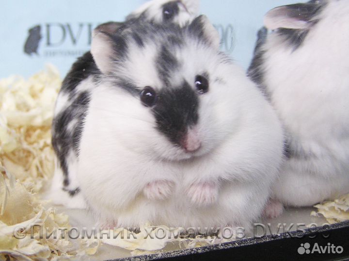 Хомячок, Новая клетка, Корм, Опилки + Доставка