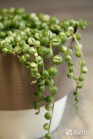 Крестовник (Сенецио) Роули вариег, комнатные раст