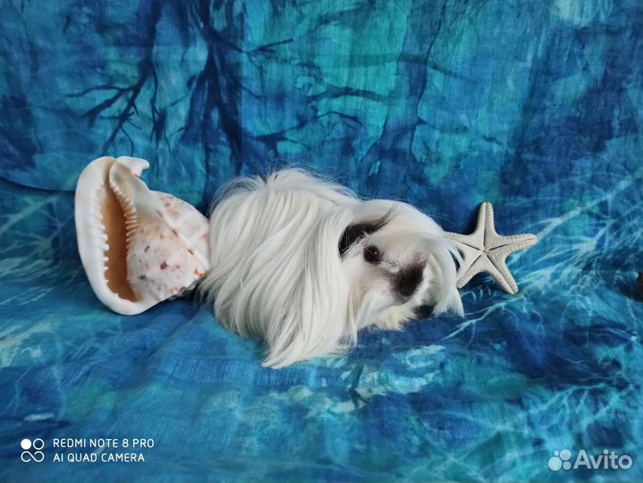 Морская свинка красавчик Олаф