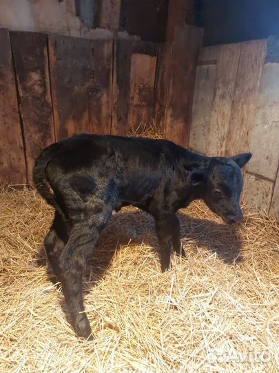 Осеменение коров и телок