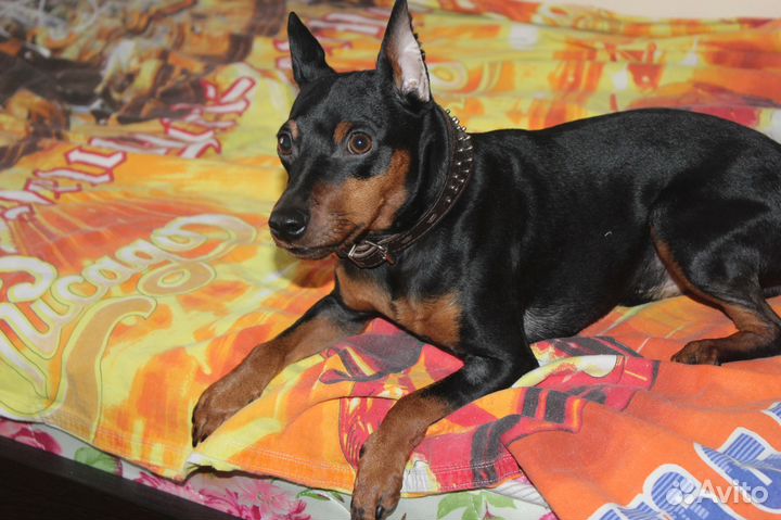 Вязка цвергпинчер