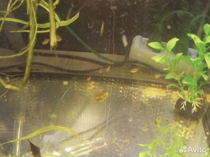 Аквариумы рыбы, растения, сапфировое попугай