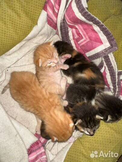 Котята в добрые руки бесплатно