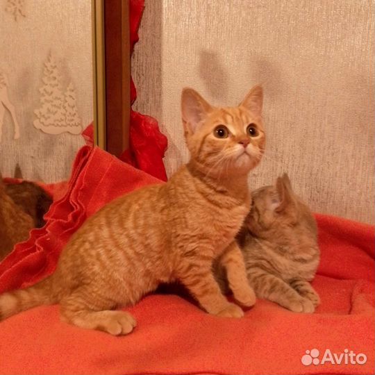 Шотландские котята