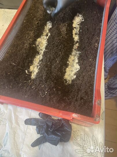 Червь для рыбалки дендробена