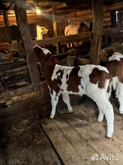 Телята бычки доставка