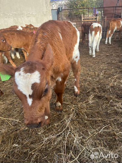 Телята бычки скот с доставкой до двора