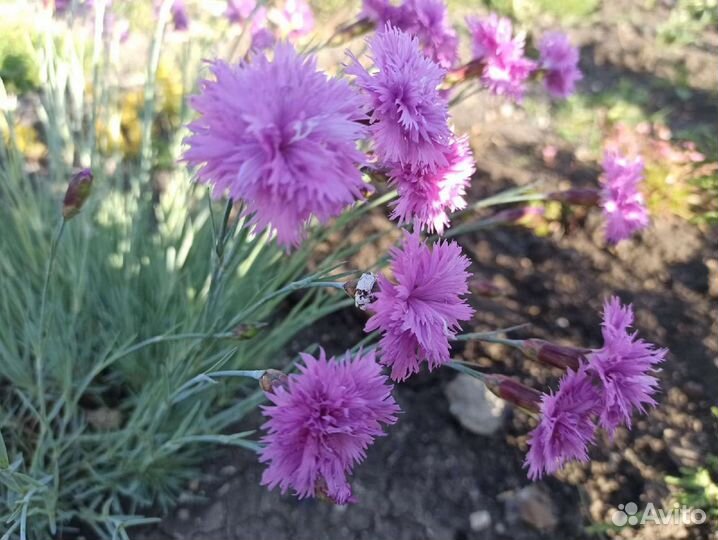 Почвопокровные растения