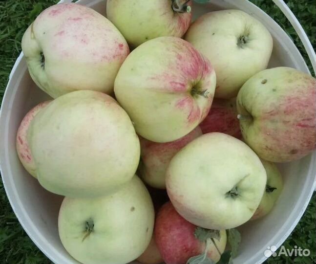 Саженцы ель голубая