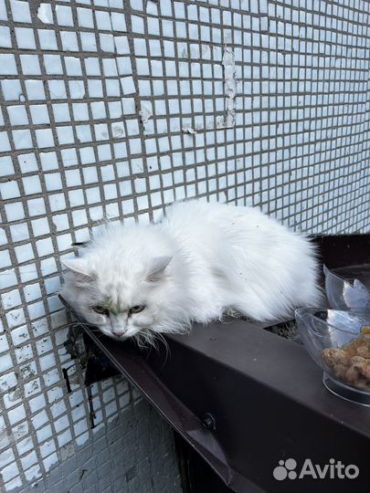 Найдена кошка