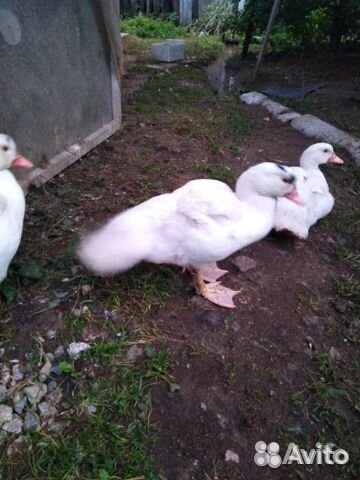 Индоутята и Индоутки