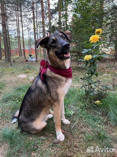 Паоло-Руди ищет хозяина