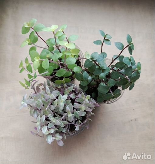 Каллизия розовая, жёлтая, зеленая