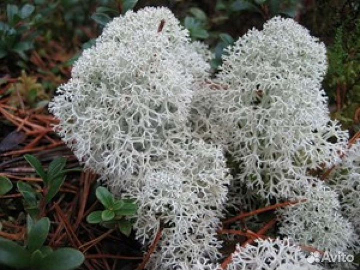 Мох живой, ягель