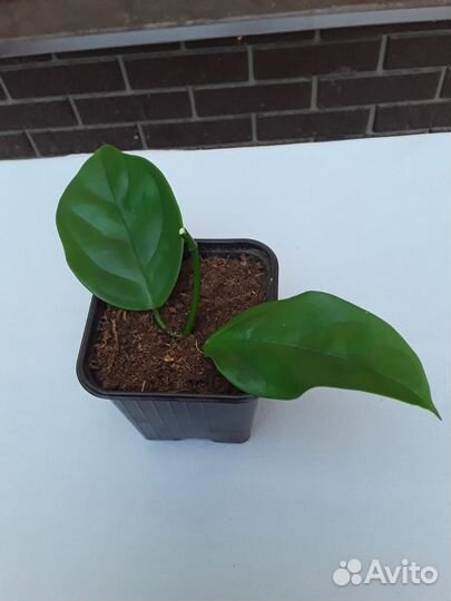 Комнатные растения цветы