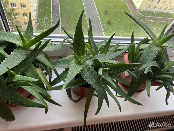 Алоэ лечебный