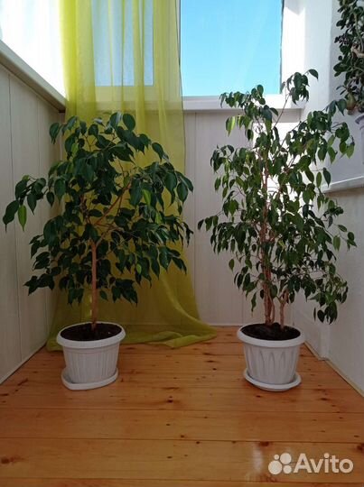 Фикус бенджамина