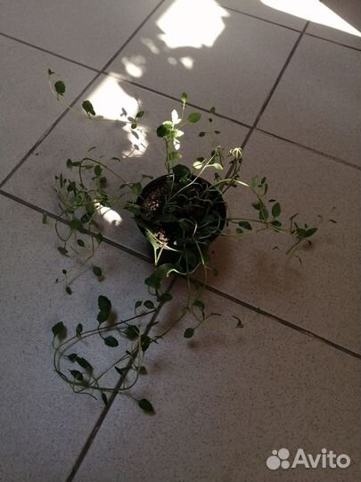Домашние растения
