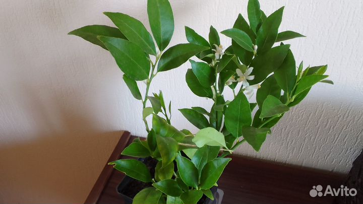 Лимонелла саженцы