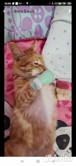 Обувь для животных