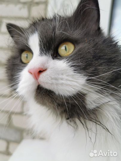 Коты в добрые руки
