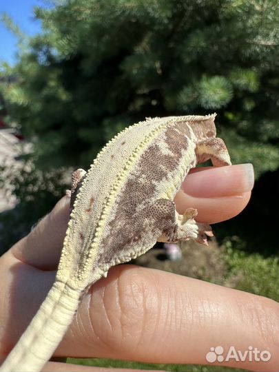 Реснитчатый бананоед Лили вайт фурри блашинг