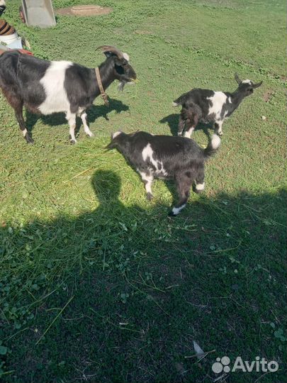 Коза с козлятами