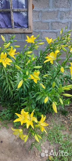 Лилии луковицы