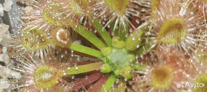 Геммы (семена ) Drosera Pulchella x nitidula