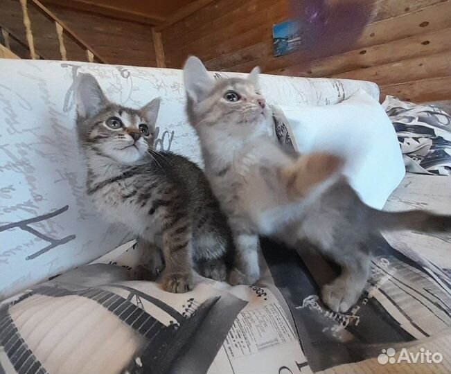 Три котёнка 2,5 мес