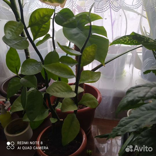 Комнатные цветы, излишки