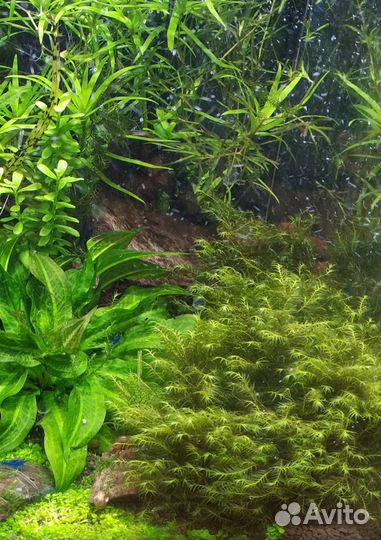 Креветки аквариумные,буцефаландра, мох