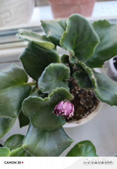 Цветущие фиалки