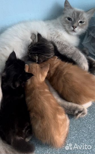 Котята-пушистики