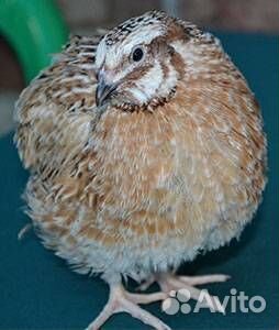 Перепела несушки феникс золотистый