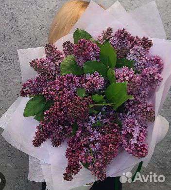 Букеты сирень