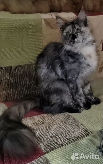 Котята мейн-кун