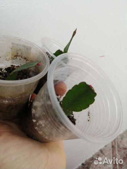 Рипсалидопсис, пасхальник, декабрист