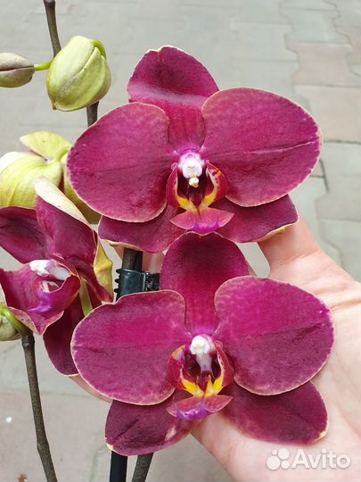 Орхидея фаленопсис сортовые отцветы