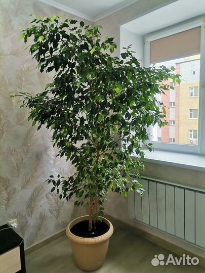 Фикус бенджамина