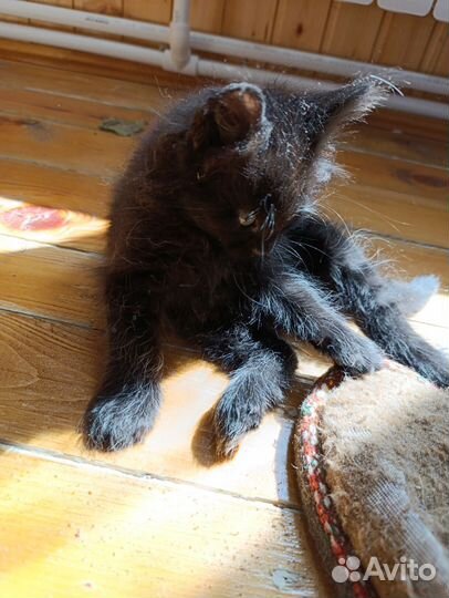 Кошка котенок котик