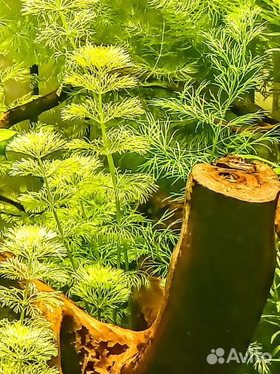 Аквариумные растения