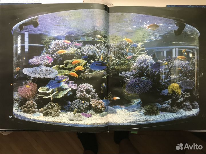 Акулятник или коралловый риф