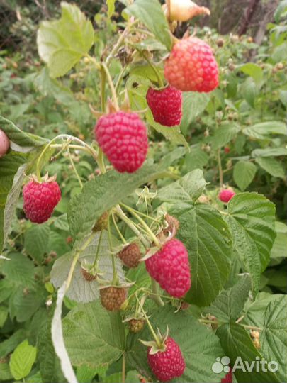 Саженцы ремонтантной малины Полька