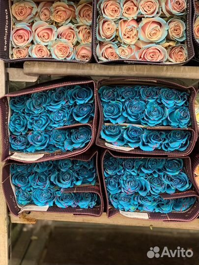 Розы уникальные