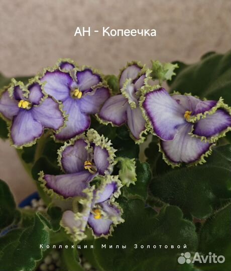 Сортовые фиалки