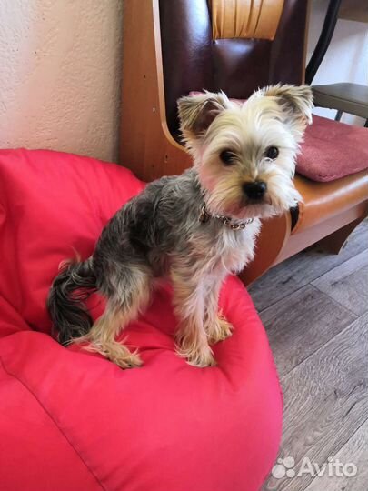 Йоркширский терьер вязка мальчик