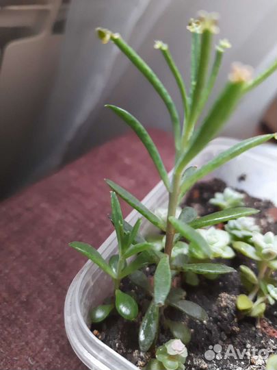 Сукулент каланхое