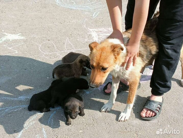 Собака в добрые руки щенок